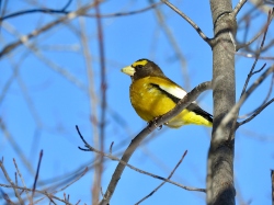 Evening Grosbeak